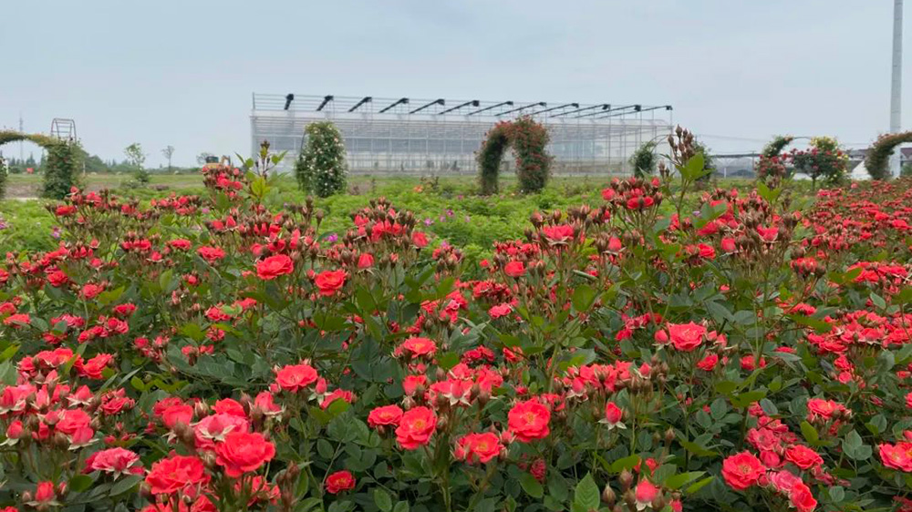 上海：青浦區首屆夏陽玫瑰文化旅游節即將舉行，進一步推動商文旅體農聯動發展！