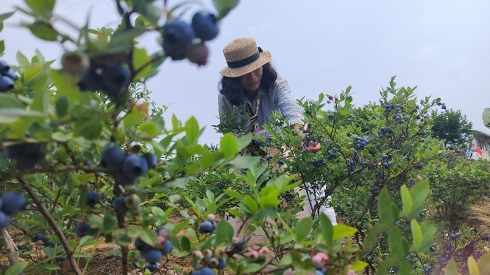 安徽：郎溪縣2024藍莓文化旅游節正式開幕，加快推進農村一、二、三產業融合發展！
